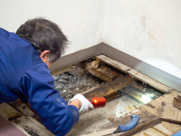 Mold Testing and Removal in Gleason, TN
