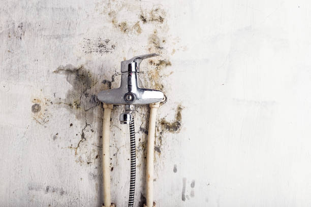 Best Office Mold Removal Services  in Gleason, TN