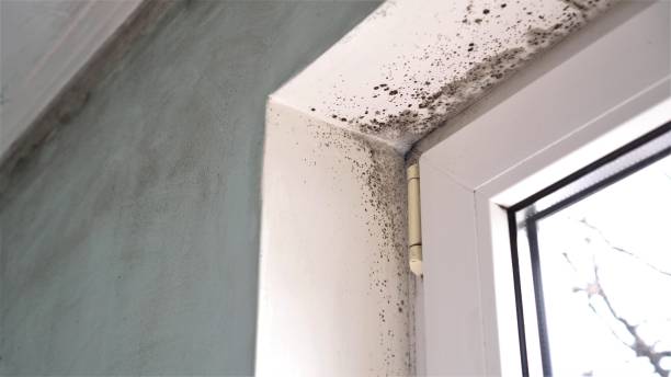 Best Commercial Mold Removal  in Gleason, TN