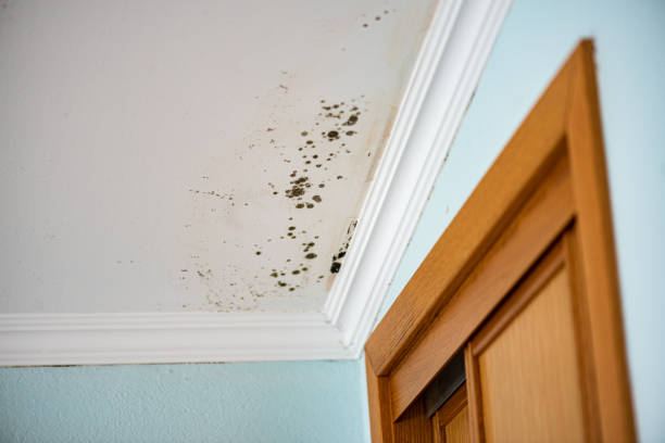 Mold Removal and Inspection in Gleason, TN