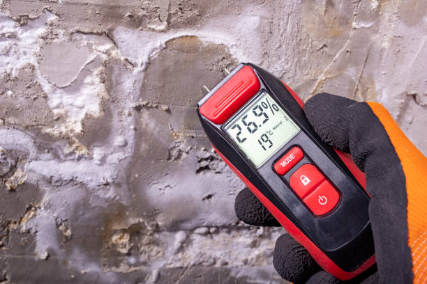 Best Local Mold Removal Service  in Gleason, TN