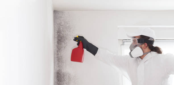 Best Residential Mold Removal  in Gleason, TN