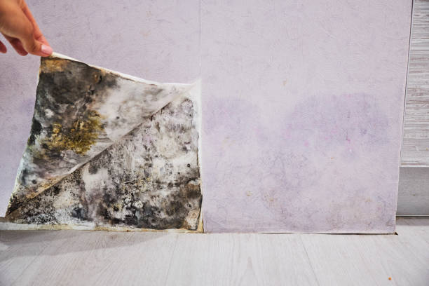 Best Affordable Mold Removal  in Gleason, TN